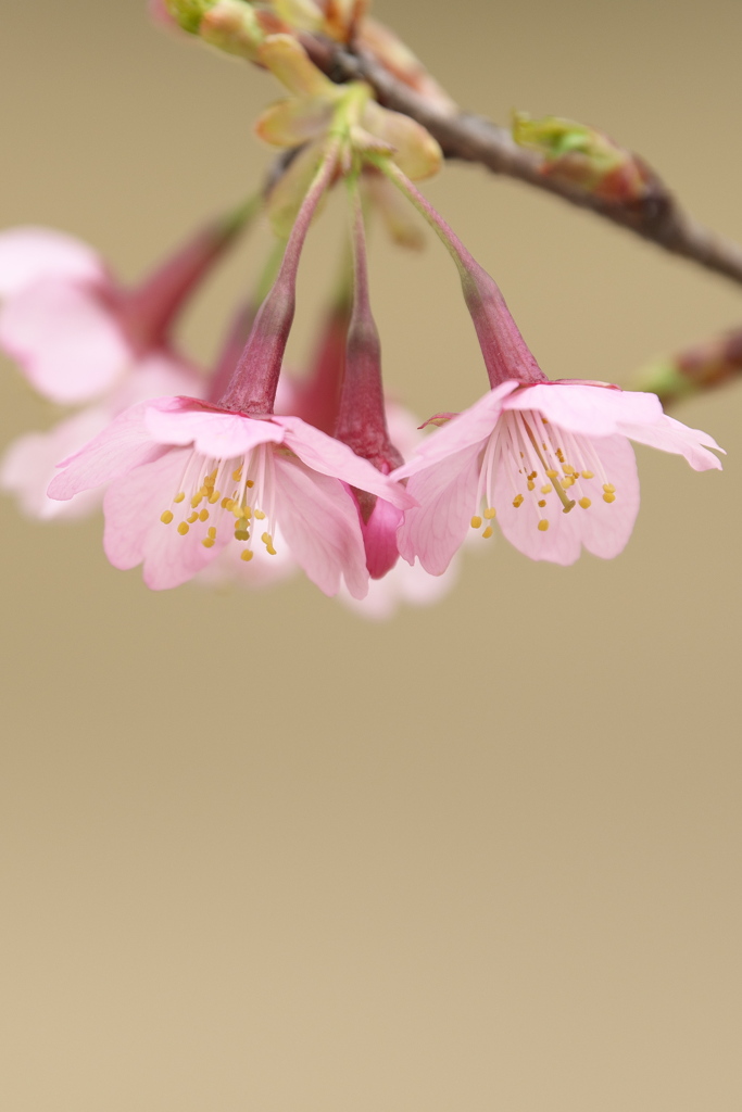 越の加茂桜