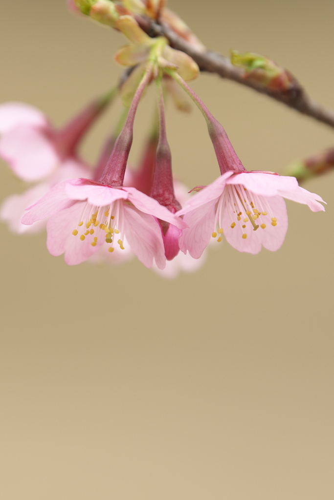 越の加茂桜