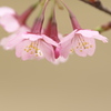 越の加茂桜