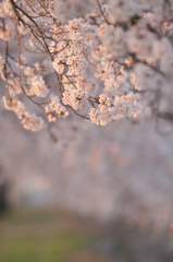 夕日