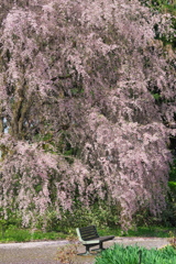 しだれ桜