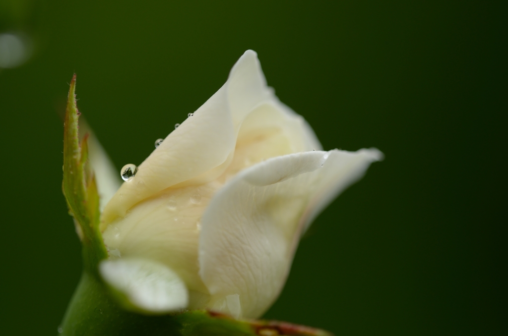 薔薇の雫