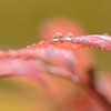 秋雨