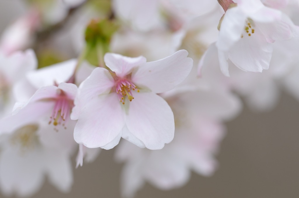 山桜