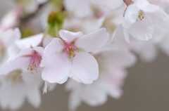 山桜