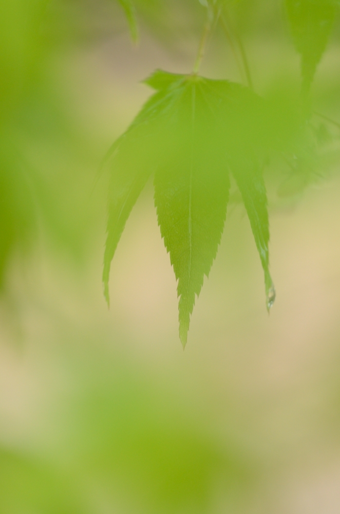 雨モミジ4
