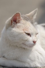 キリリ
