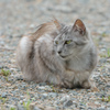 ねこ5