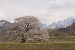 お気に入りの桜