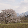 お気に入りの桜