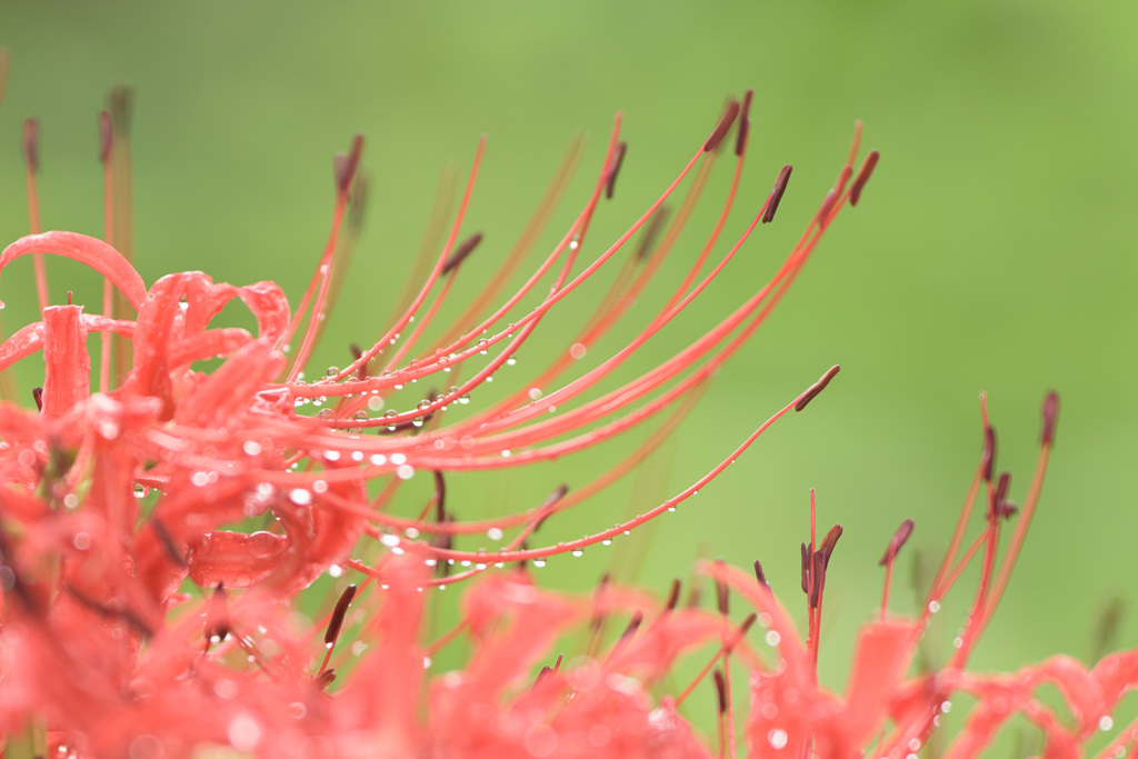 彼岸花5