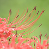 彼岸花5