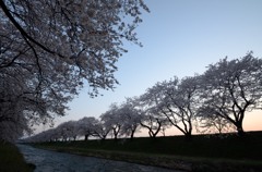 夕暮桜2