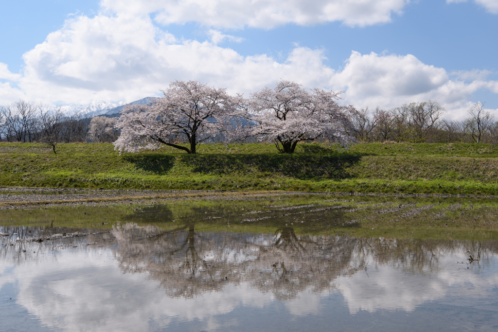 お気に入りの桜