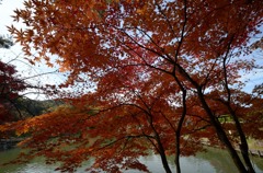 飛騨の里紅葉13