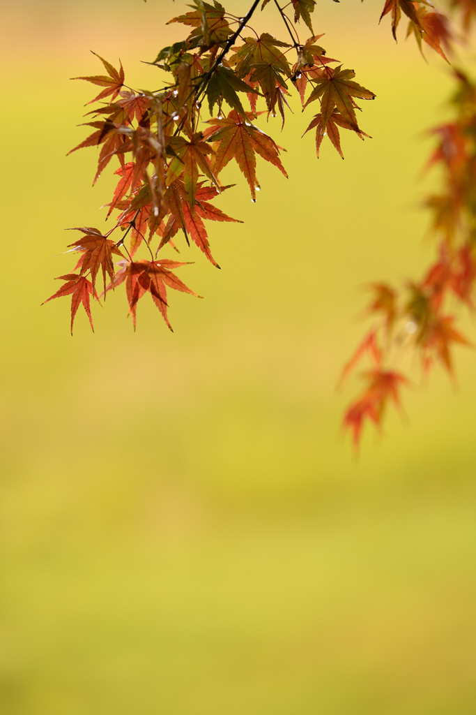 red＆yellow