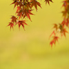 red＆yellow