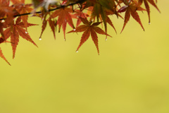 red＆yellow