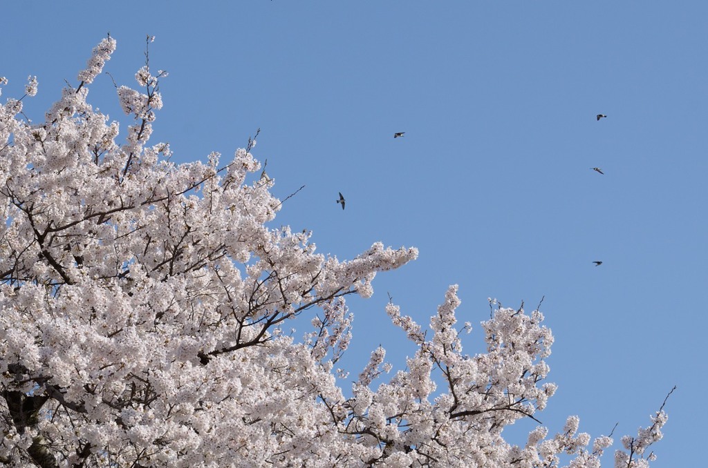 燕と桜