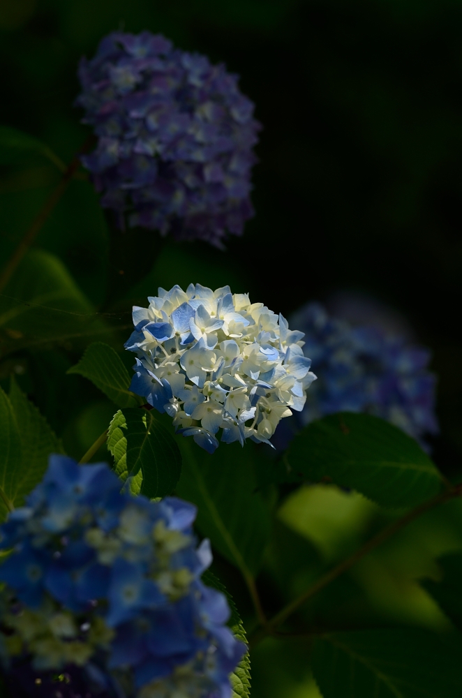 紫陽花青