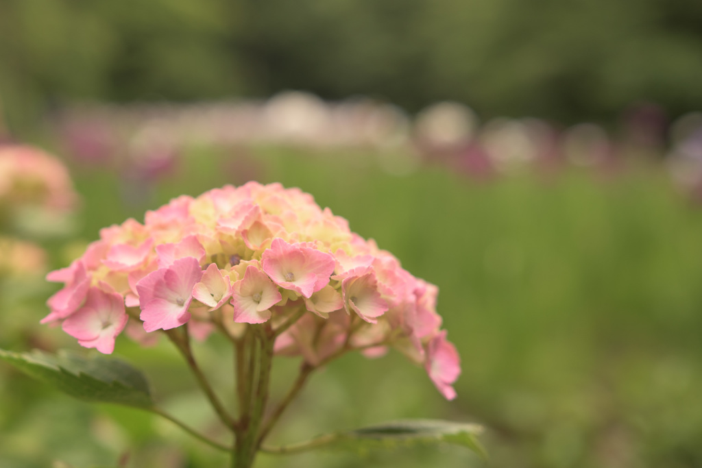 紫陽花＋花菖蒲