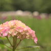 紫陽花＋花菖蒲