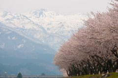 朝日岳と桜