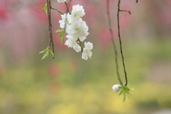 花桃1