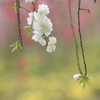 花桃1