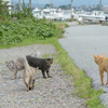 ねこ1