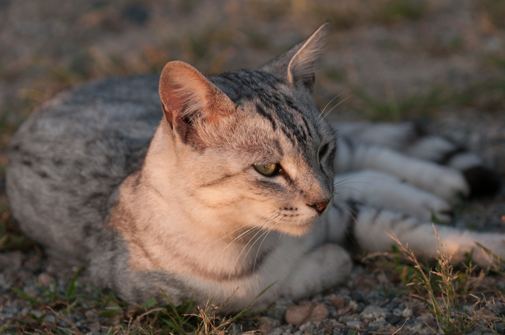 ねこ14