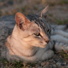 ねこ14