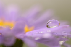 雨の贈り物