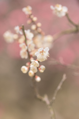 春色2