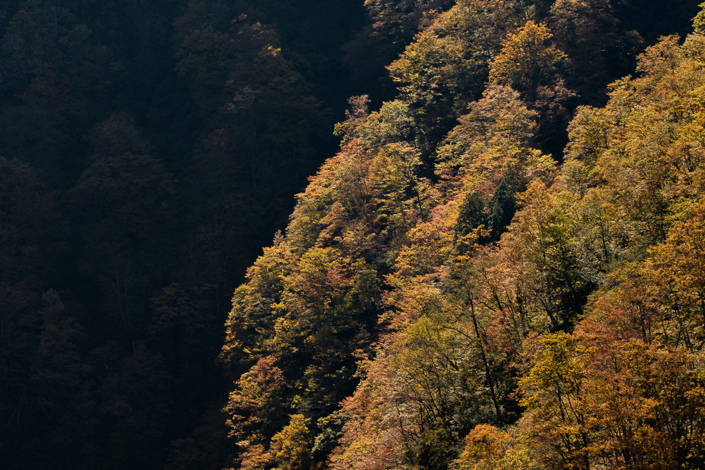 有峰紅葉5