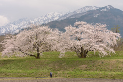 桜