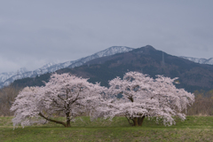 お気に入りの桜 夕