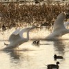 白鳥帰