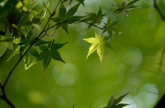 緑陰もみじ