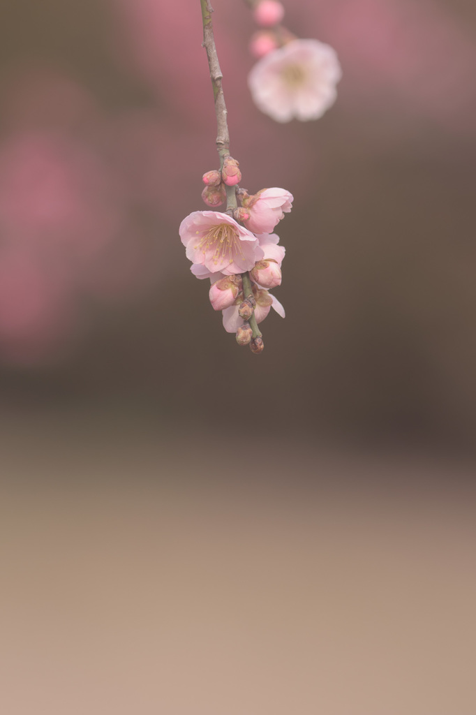 梅　