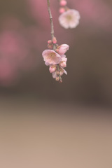 梅　