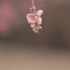 梅　