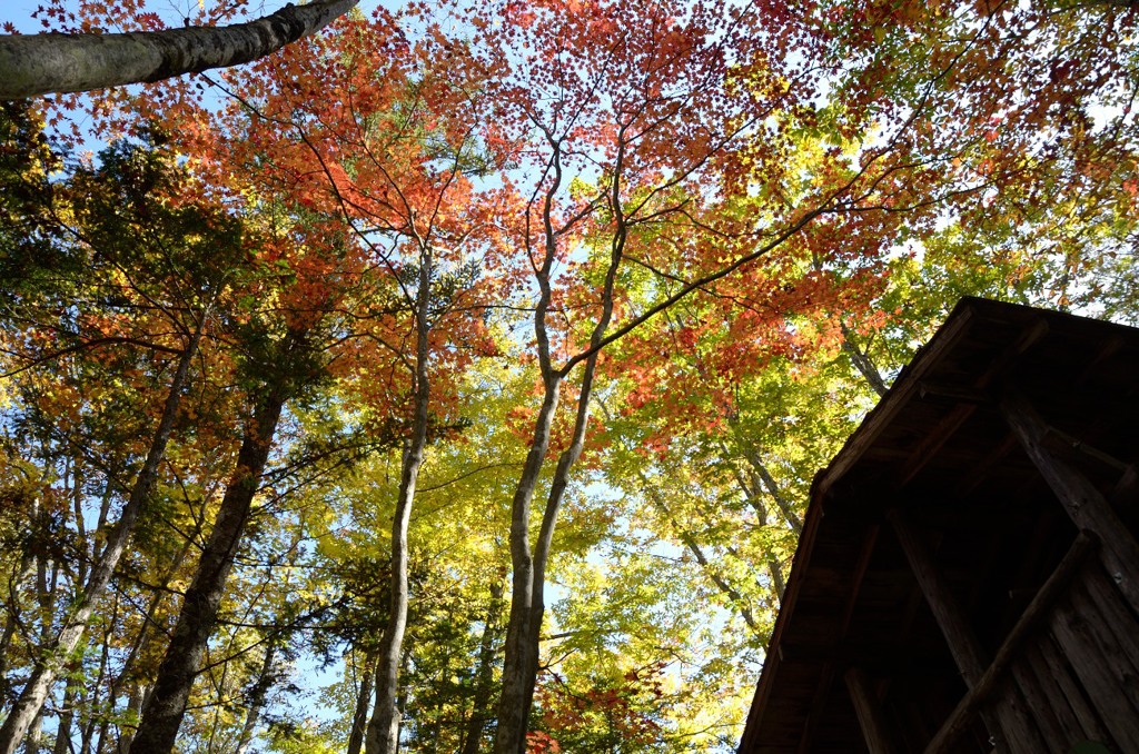 山里紅葉