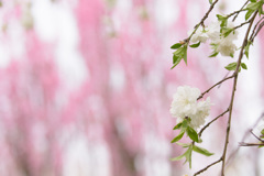 花桃