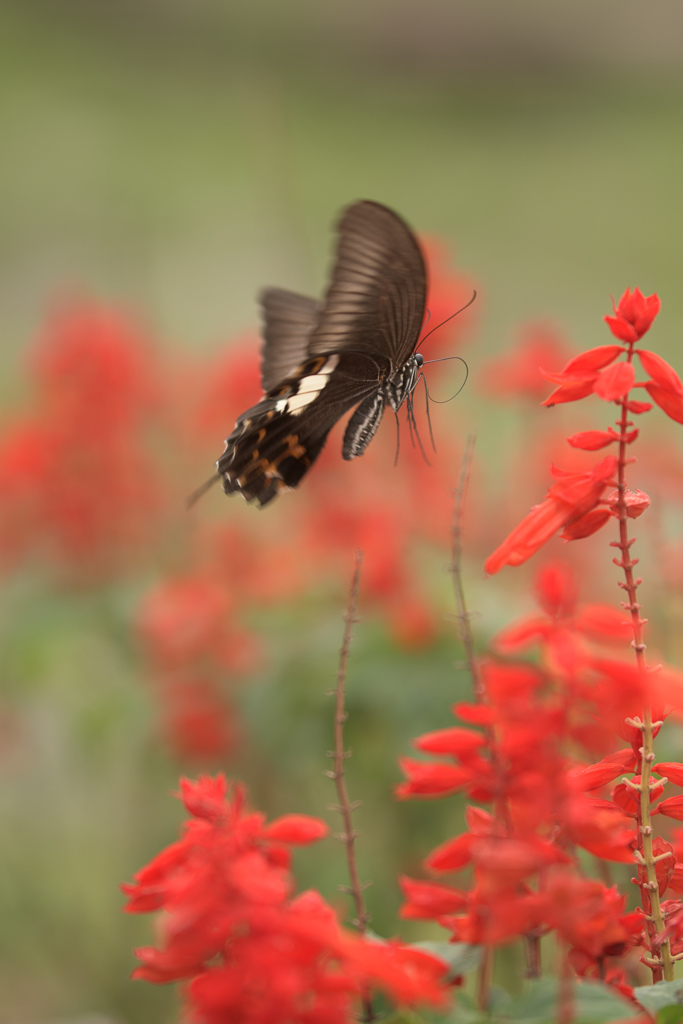 サルビアの花