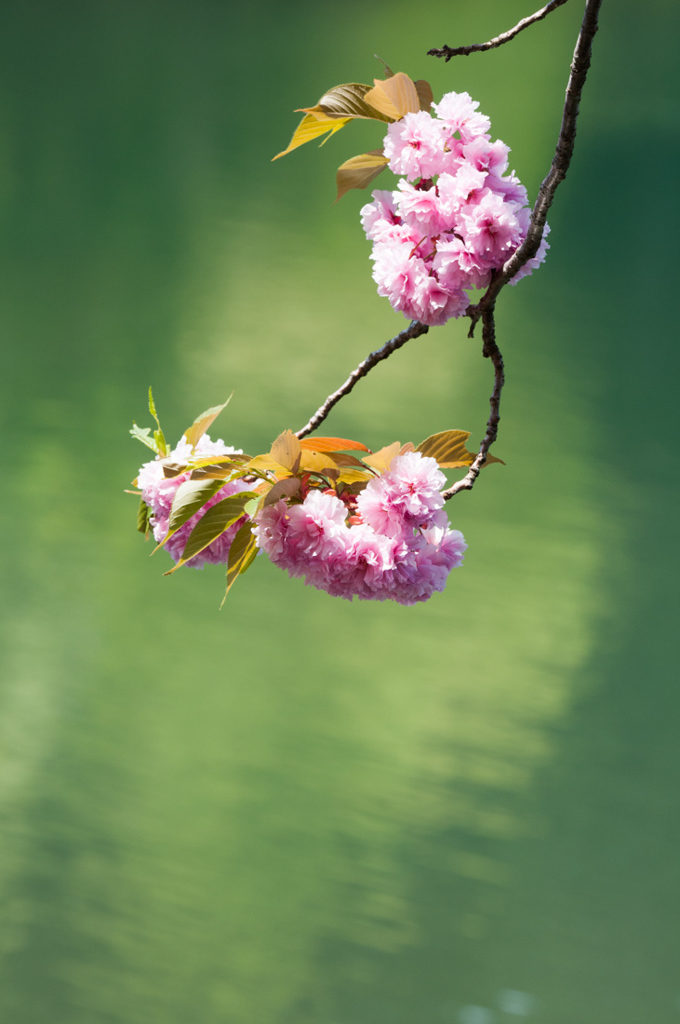 八重桜