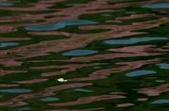 中綱湖にて