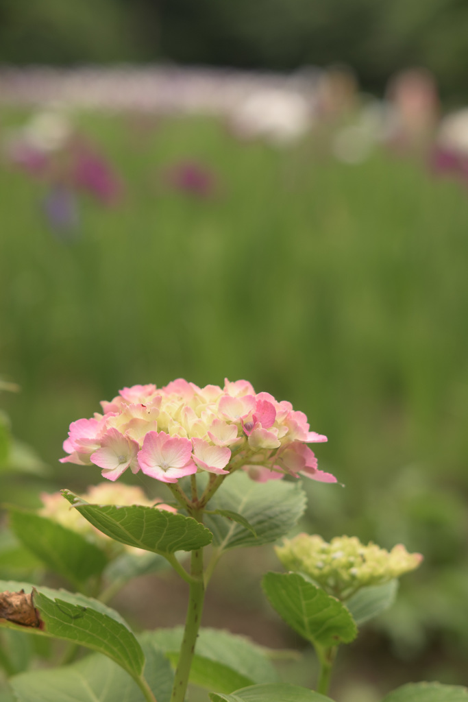 紫陽花＋花菖蒲