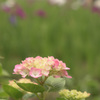 紫陽花＋花菖蒲