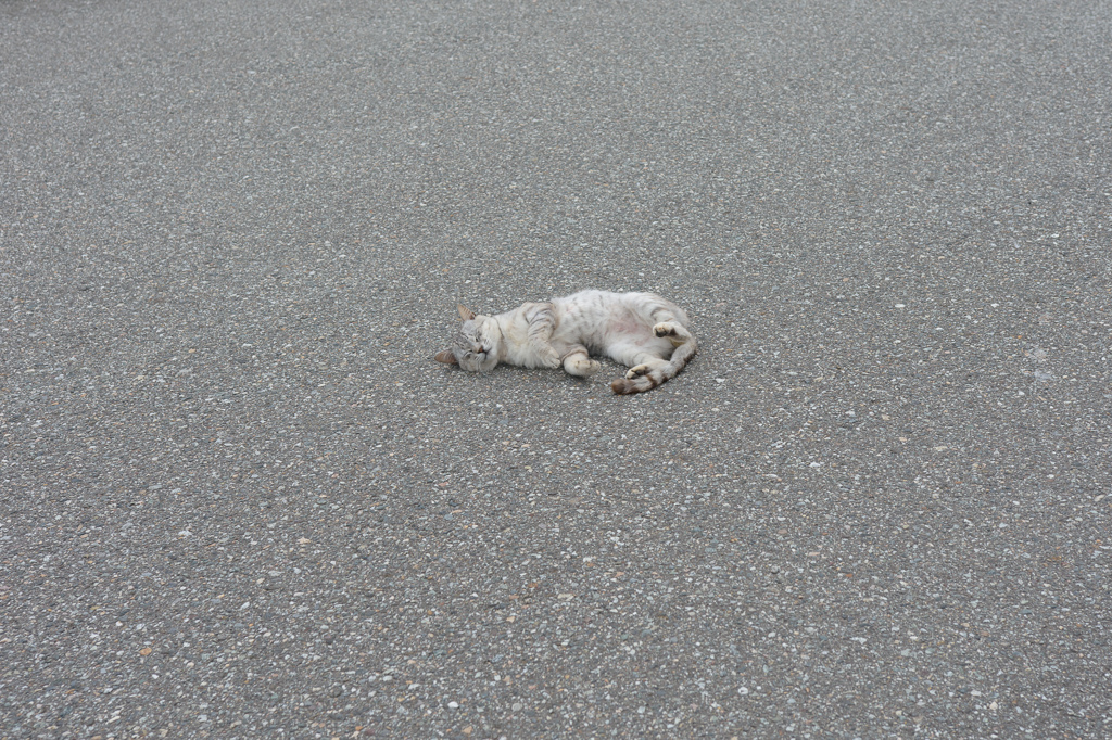 ねこ14